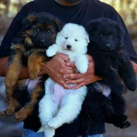 توله مشکی و سفید