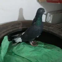 ۵ عدد کبوتر