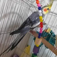 عروس هلندی نر