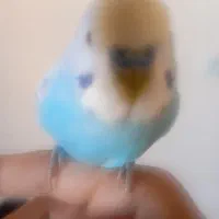 مرغ عشق مولد و دستی