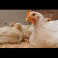 مرغ زنده ارگانیک|حیوانات مزرعه|سیمین شهر, |دیوار