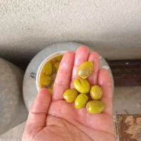 رب انار.آب انار ۱۰۰٪طبیعی.زیتون رودبار .روغن زیتون|خوردنی و آشامیدنی|رودبار, |دیوار