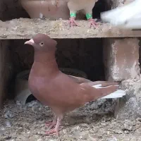 دم سفید  وسبز المانی