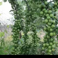 نهال گوجه سبز|گل و گیاه طبیعی|تبریز, |دیوار