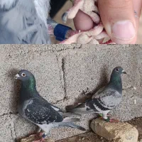 کبوتر پلاکی