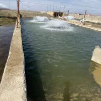 پرورش ماهی ده تنی فروشی|فروش دفتر صنعتی، کشاورزی، تجاری|ورزنه, |دیوار