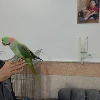 شاه طوطی نر فول دستی|پرنده|قنوات, |دیوار