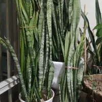 کمد و گل|جاکفشی، کمد، دراور|شاهرود, |دیوار