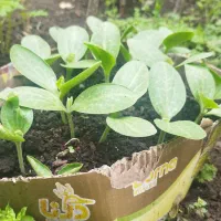 نشای کدو جعبه ای