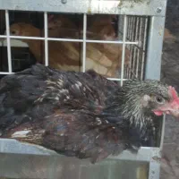 نمیچه مرغ و خروس سانپارس|حیوانات مزرعه|رشت, حومه رشت|دیوار