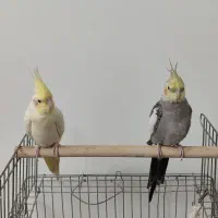 یه جفت عروس هلندی نرو وماده