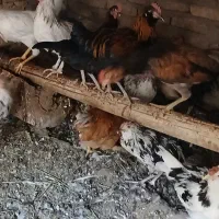 خروس