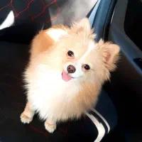 واگذاری سگ|سگ|تهران, قلهک|دیوار