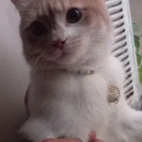 گمشده