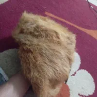 کلاه پشمی پوست شیر|لباس|برازجان, |دیوار