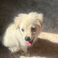 سگ با وسیله کامل و آموزش دیده