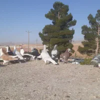 کبوتر ساده هوایی|پرنده|مشهد, سیس‌آباد|دیوار