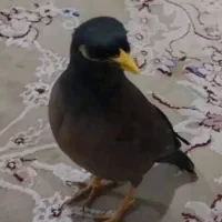 جوجه مینا