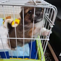 اشتیپز پامر بامزه و شیطون|سگ|شیراز, بهارستان|دیوار