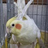 طوطی عروس|پرنده|الوند, |دیوار