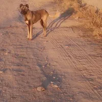 سگ سرابی اصیل