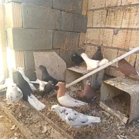 دسته کبوتر رنگی