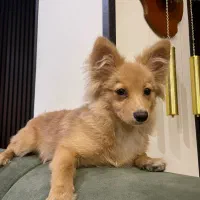 سگ پامرین گرگی|سگ|کرج, عظیمیه|دیوار