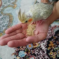 طوطی عروس ماده سرحال یک ساله|پرنده|رشت, تازه آباد|دیوار