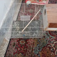 ملنگو واسکندر|پرنده|نهبندان, |دیوار