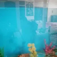 اکواریوم سالم بادرب چوبی وگلهای تزیینی وسنگ|ماهی|نیشابور, باغرود|دیوار