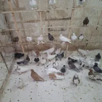 کفتر شهرستانی