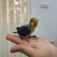 کوتوله برزیلی