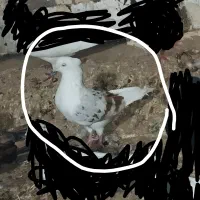 کبوتر