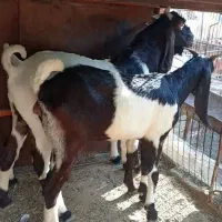 بز پاکستانی|حیوانات مزرعه|بوشهر, |دیوار