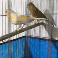 قناری|پرنده|ابریشم, |دیوار