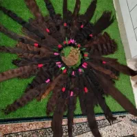 ارائه خدمات فروش و خرید موی طبیعی خریدار اصلی