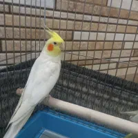 یک جفت عروس هلندی