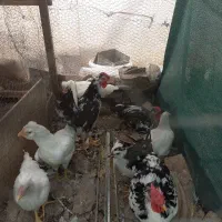 گلین لری پنگوئنی