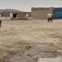 سلام ۴ بزغاله دارم برای فروش|حیوانات مزرعه|گنبد کاووس, |دیوار