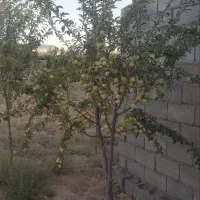 باغ درودیوار