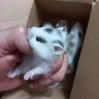 همستر خال خالی سوری