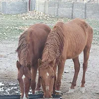 اسب وکره اسب