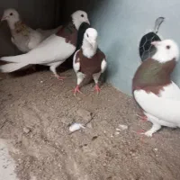 کبوترطوقی|پرنده|تاتار علیا, |دیوار