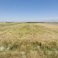 فروش حدود ۲ تن کاه گندم