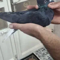 کفتر زدوخوردی