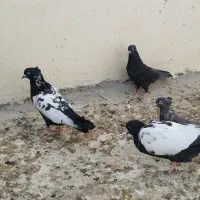 30عدد جوجه سینه سیاه و سینه سرخ|پرنده|اوز, |دیوار