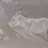 خر گلگی،نر،سرحال،سالم