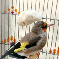 سهره دورگ زاغ|پرنده|شیراز, عادل آباد|دیوار