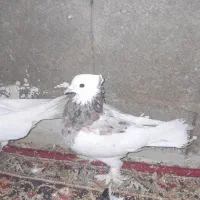 پوللازم|پرنده|بروجن, |دیوار