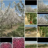 باغ-و-زمین-کشاورزی